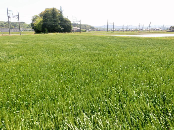 青々とした麦畑の中を架線が通る